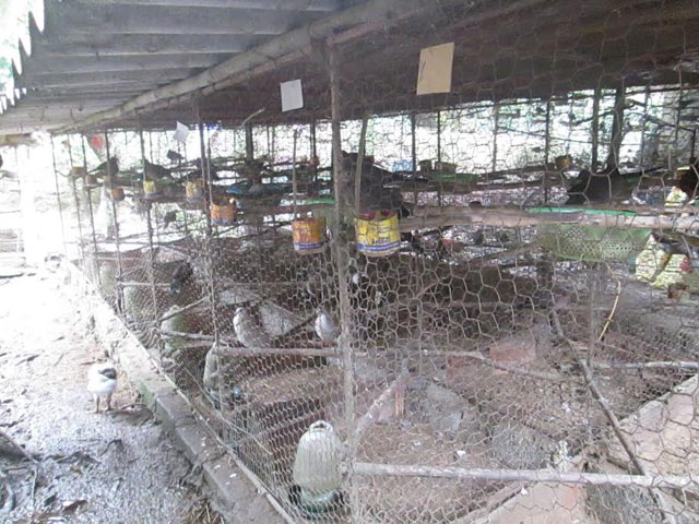 Người đàn ông Sán Dìu thành đại gia nhờ… chim cu gáy hình ảnh 4 nguoi dan ong san diu thanh dai gia nho… chim cu gay hinh anh 4