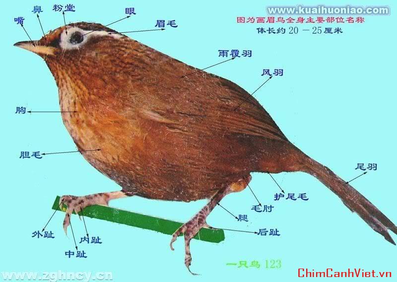 Cẩm nang cho các bác chơi mi sách gối đầu giường đây