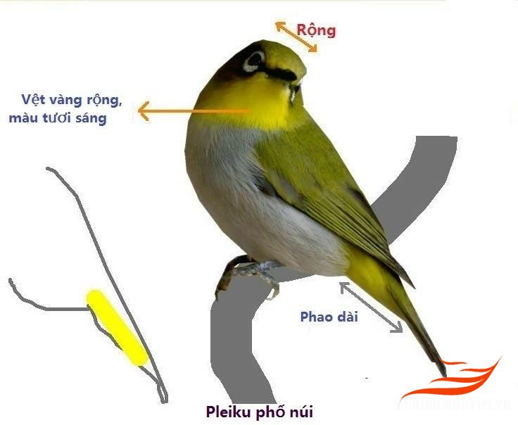 Phân biệt vành khuyên trống, mái bằng hình ảnh