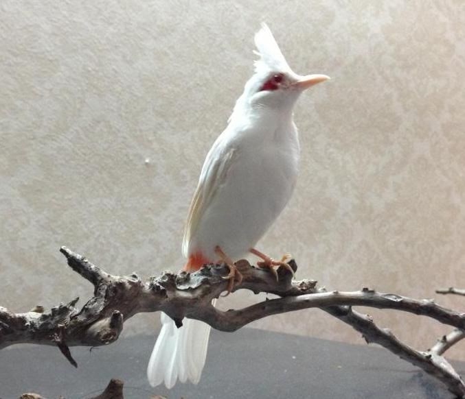 TOP 5 loài chim chào mào hót hay được các đại gia săn lùng hiện nay 3