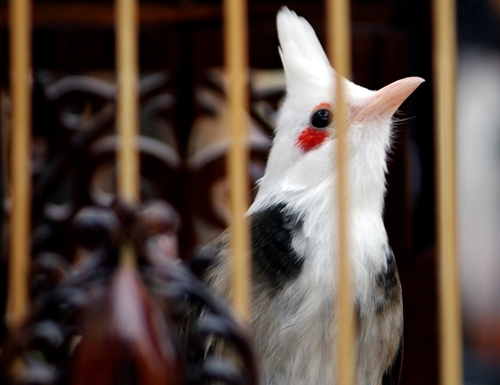 TOP 5 loài chim chào mào hót hay được các đại gia săn lùng hiện nay 4