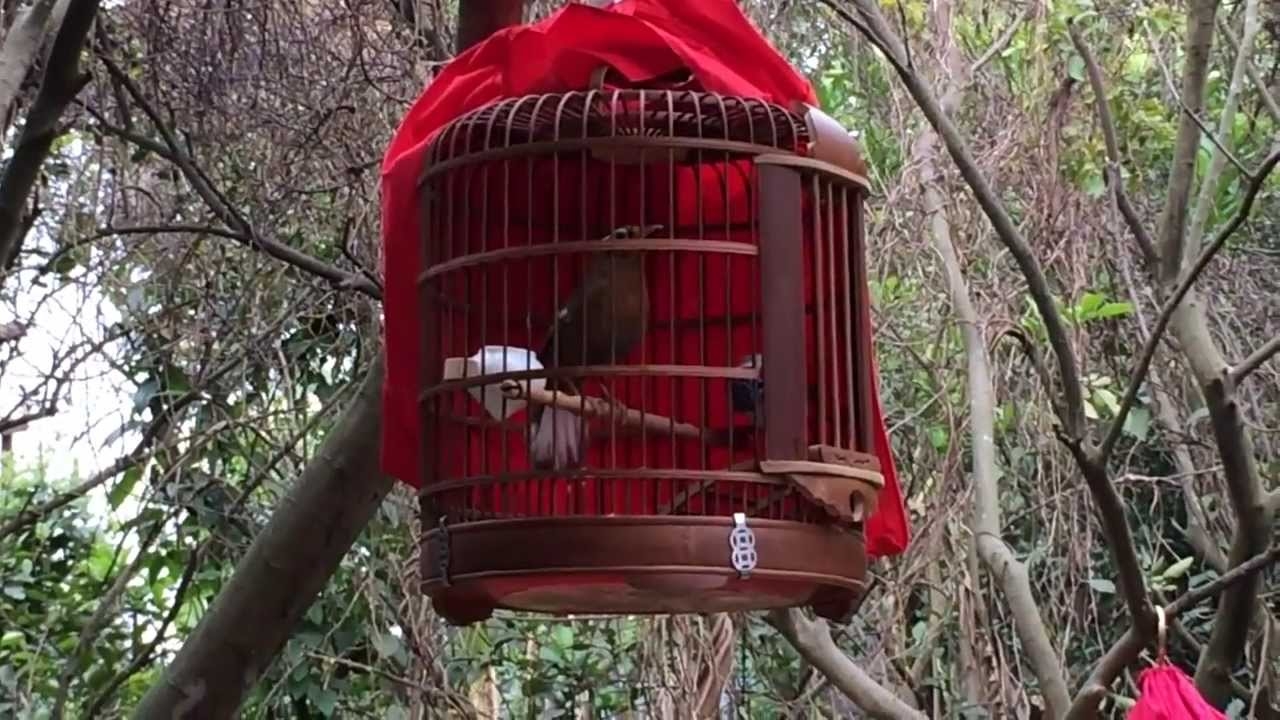 Chia sẻ cách nuôi chim họa mi bổi 2