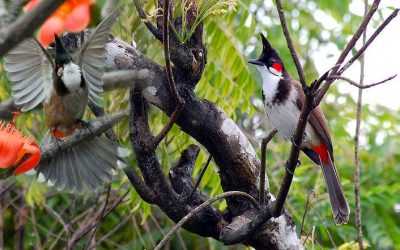 Tiêu chí chọn con chim chào mào đẹp, hót hay