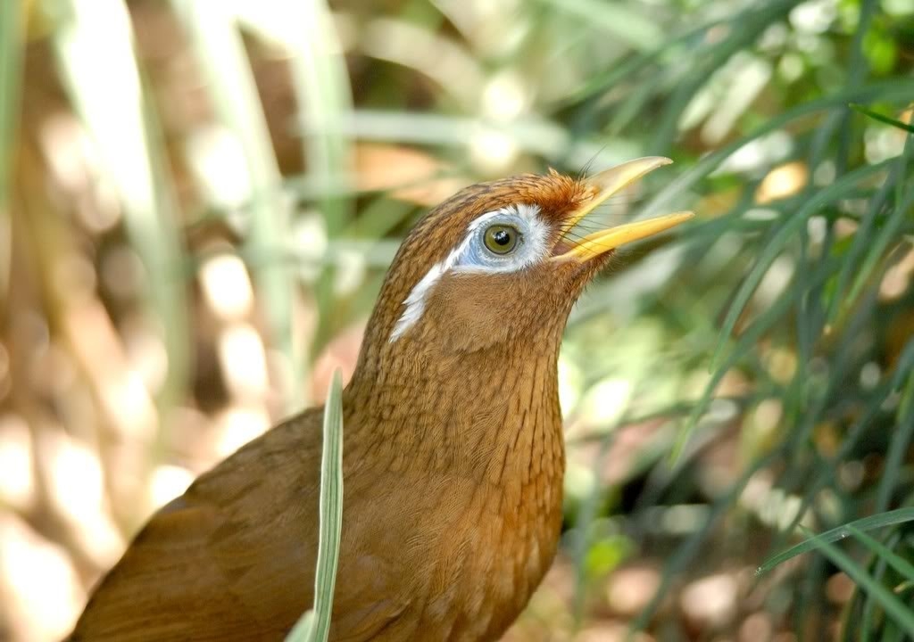 mua bán chim hoạ mi