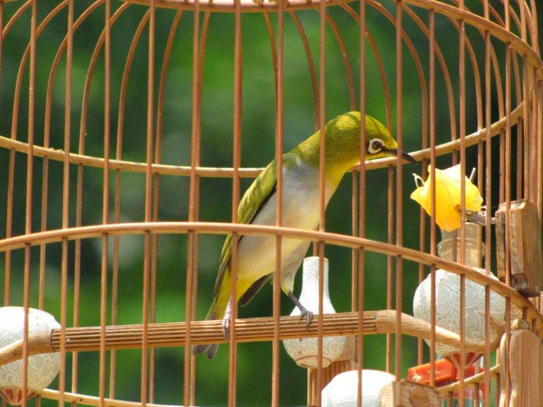 Cách chăm sóc vành khuyên thay lông