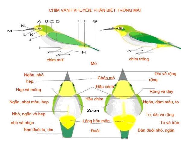 Cách phân biệt chim vành khuyên trống và mái