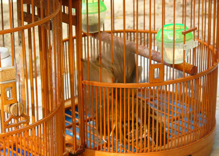 Họa mi chọi và cách chơi mi chọi