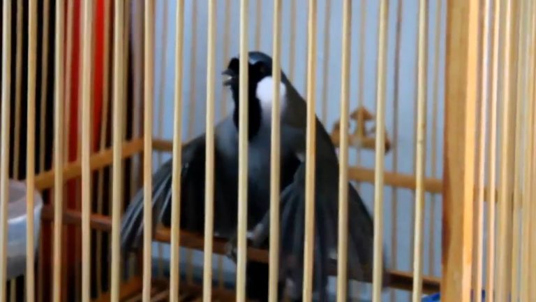 Tìm hiểu kỹ thuật nuôi khướu bạc má cơ bản