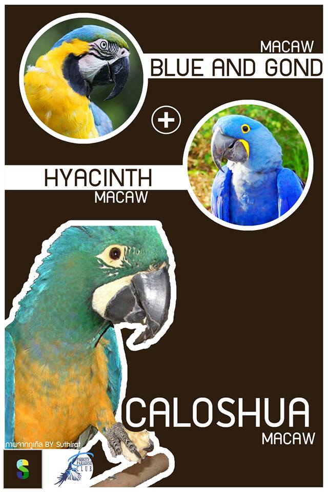 Blue And Gold Macaw + Hyacinth Macaw = Caloshua Macaw