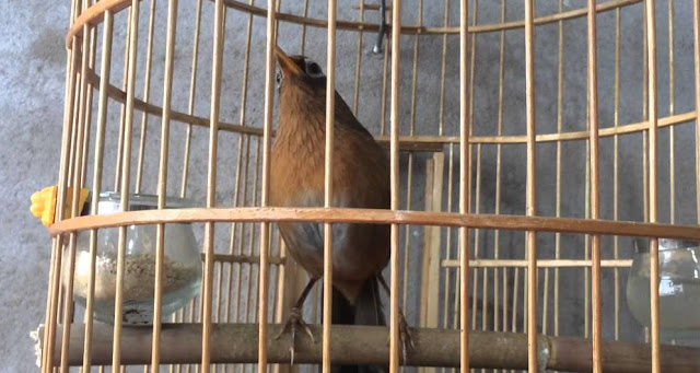Cách làm cám cho họa mi hót căng