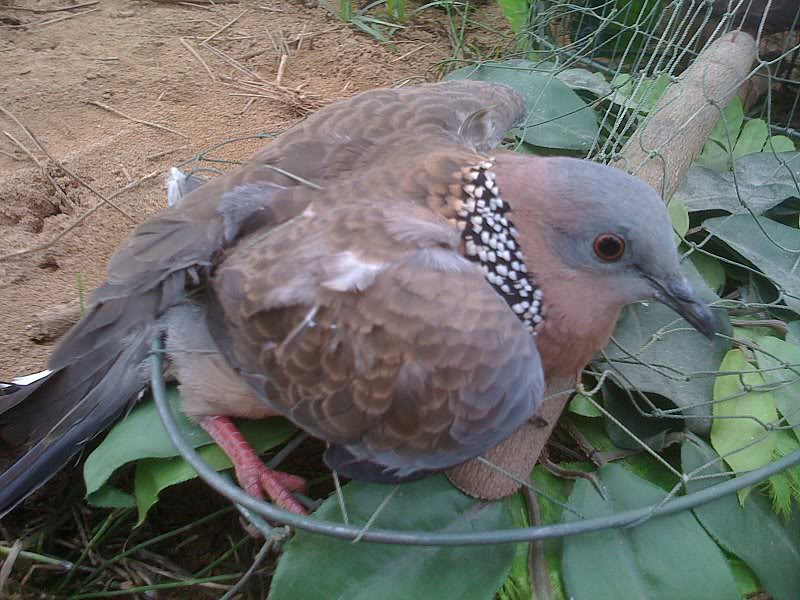 Thông tin về giống chim cu gáy