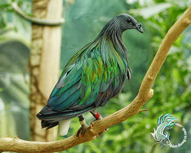 Các loài chim cu gáy Việt Nam