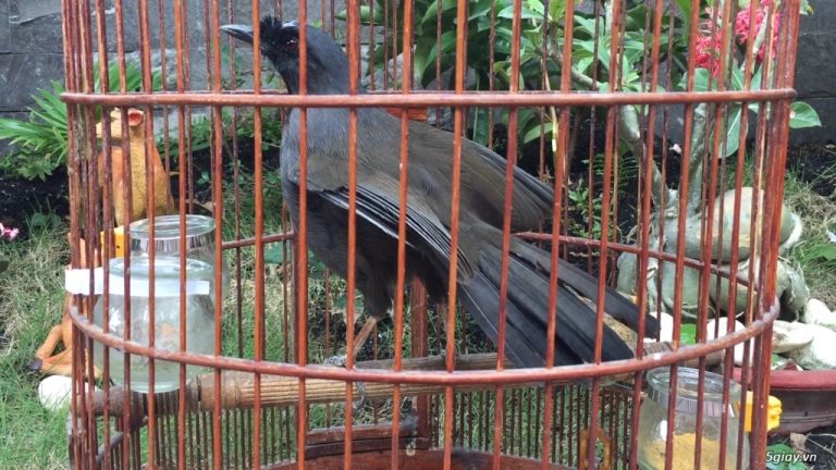 Tìm hiểu về cách nuôi chim khướu