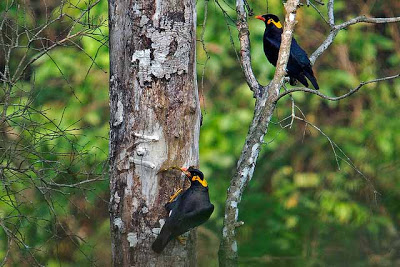 Yểng – Gracula religiosa