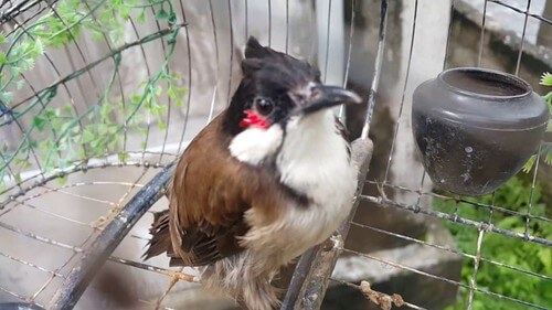 Chăm sóc chào mào thay lông