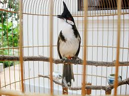 Cách nuôi chào mào siêng hót Cách nuôi chào mào siêng hót