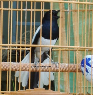 Kỹ thuật để huấn luyện chim hót hay