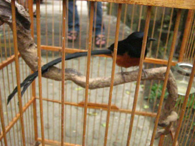 Cách thuần chích chòe lửa bổi Cách thuần chích chòe lửa bổi