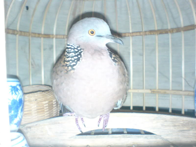 Cách chọn chim bổi để nuôi!