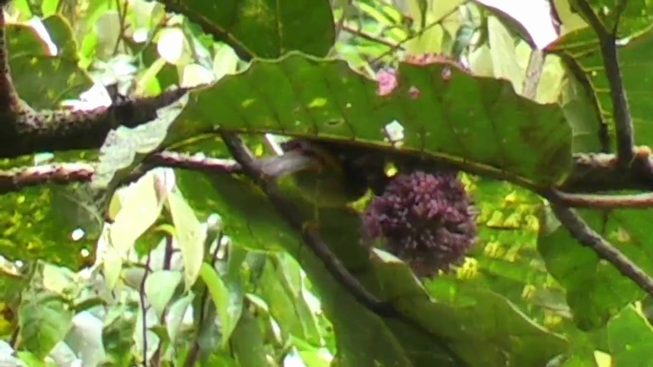 Chim Ngũ Sắc (Silver-eared Mesia)