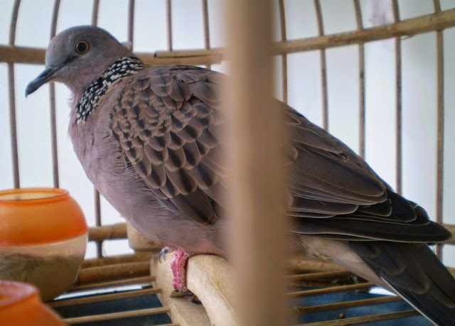 Cách nuôi cu gáy nhanh thuần Cách nuôi cu gáy nhanh thuần