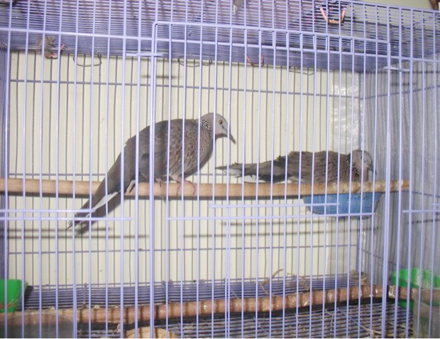 Kỹ thuật nuôi cu gáy sinh sản Kỹ thuật nuôi cu gáy sinh sản