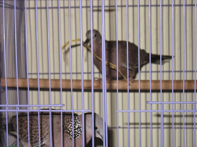 nuôi cu gáy sinh sản nuôi cu gáy sinh sản