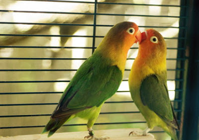 Kinh nghiệm dạy vẹt nói Kinh nghiệm dạy vẹt nói