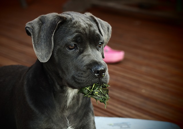 Đánh giá Chó Cane Corso