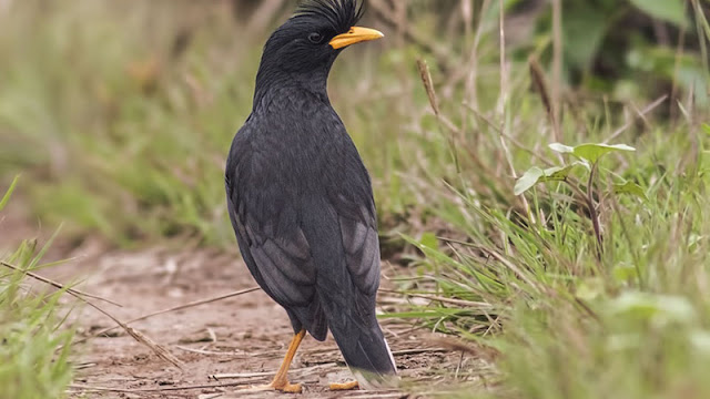 cach-nuoi-sao-den-mo-vang cach-nuoi-sao-den-mo-vang