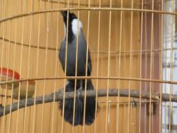 Chọn khướu bổi tố chất