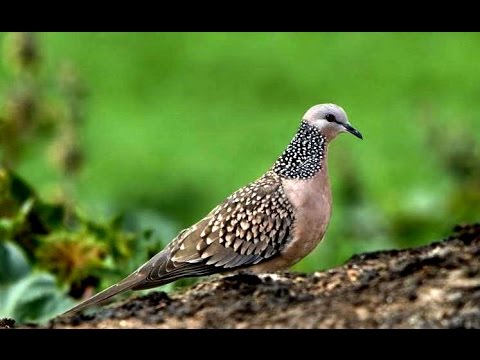 Phân loại tiếng gáy chim cu