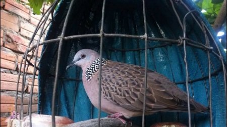 Cách nuôi chim cu gáy non mới nở đúng cách