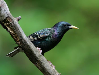 Phân loại chim sáo