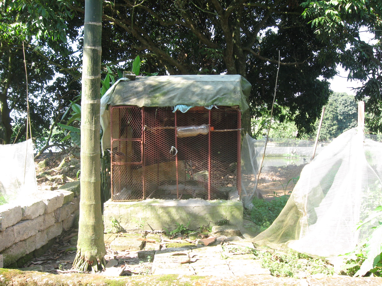 chim cu gáy ảnh của chimcugay.com.vn