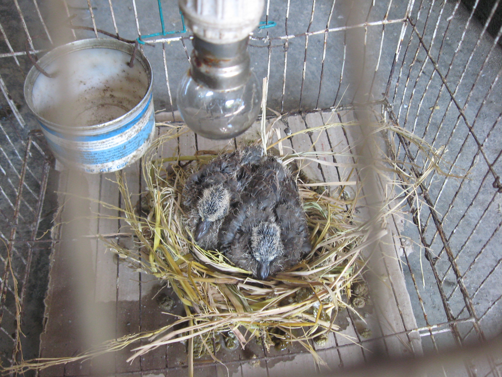 chim cu gáy ảnh của chimcugay.com.vn