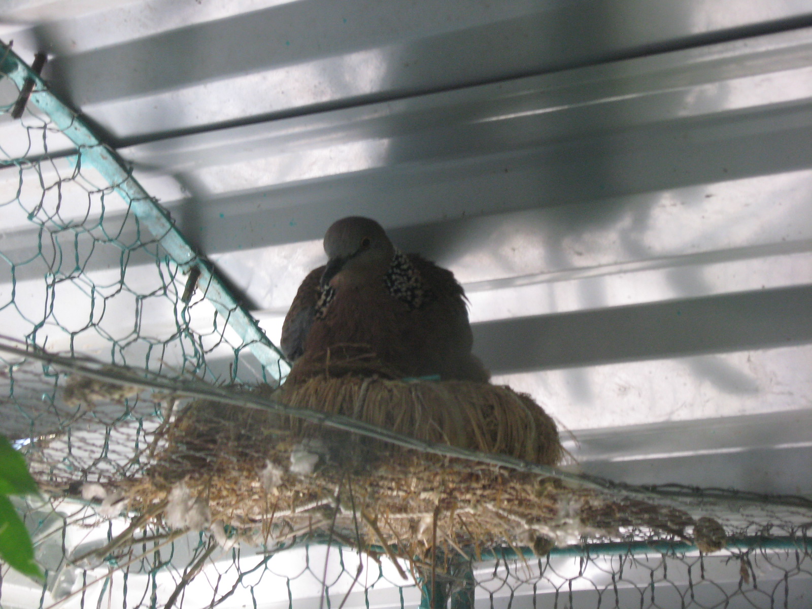 chim cu gáy ảnh của chimcugay.com.vn