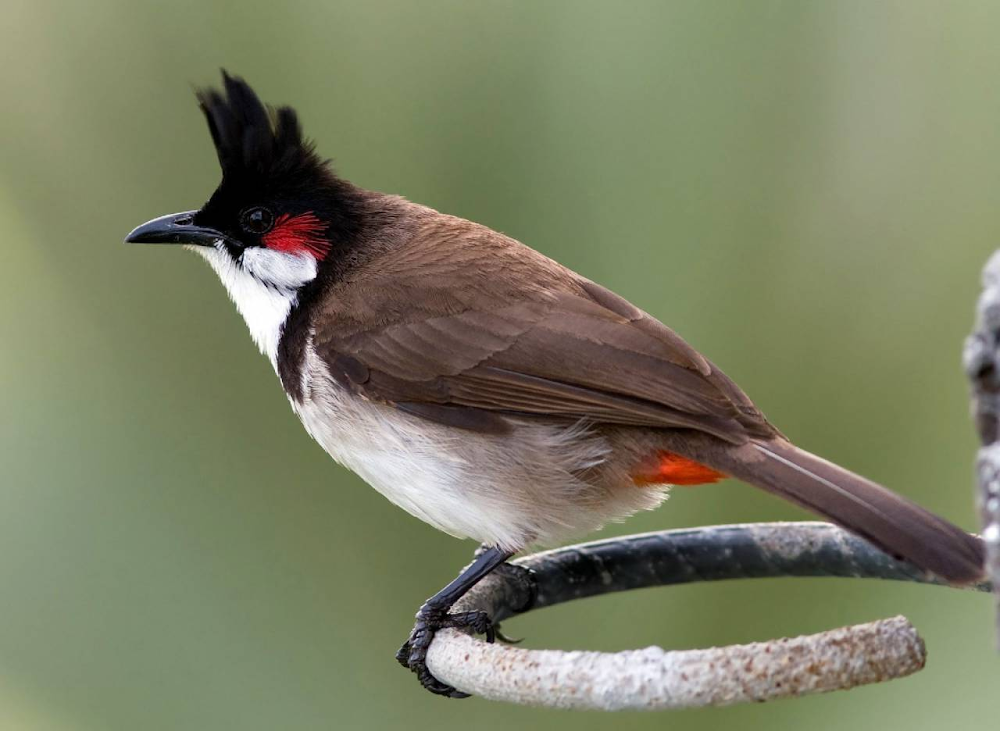 Hình ảnh chim chào mào Hinh anh: Hinh anh chim chao mao