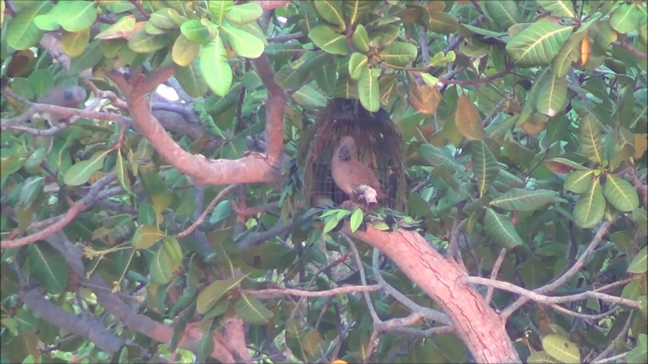 Image result for bẫy chim cu gáy