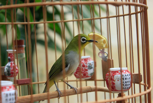 Làm gì để khuyên líu Làm gì để khuyên líu