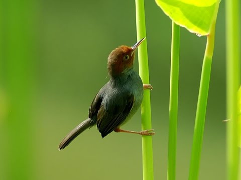 Tìm cách phân biệt chim sâu đầu đỏ trống mái