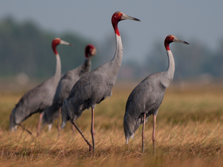 Sếu – loài chim Sarus Crane