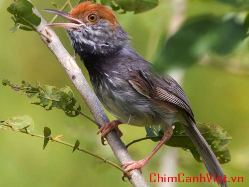 SƠ LƯỢC VỀ CHIM SÂU ĐẦU ĐỎ