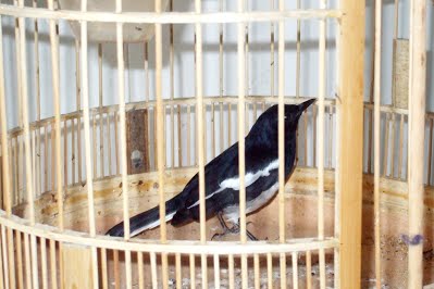 cách nuôi chích chòe than mới bẫy cách nuôi chích chòe than mới bẫy