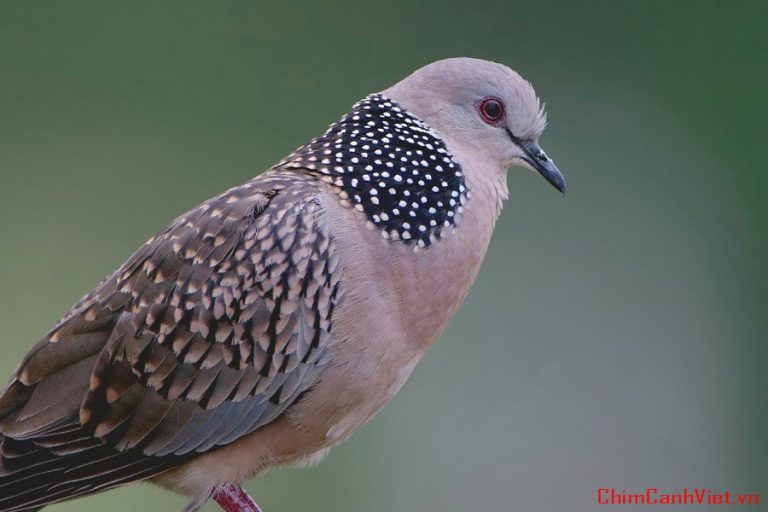 Cách chữa trị các loại bệnh thường gặp ở Cu gáy