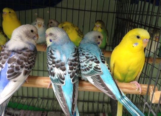 Kết quả hình ảnh cho yen phung