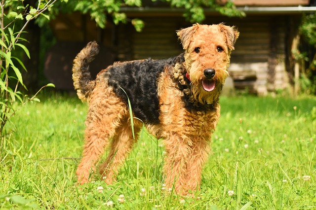 Đánh giá chó Airedale Terrier Đánh giá chó Airedale Terrier