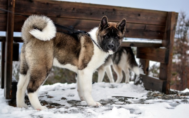 Đánh giá chó Akita Đánh giá chó Akita