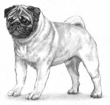 Picking the Right Kind of Puppy for You