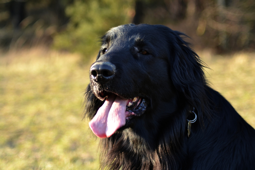 Đánh giá chó Flat-Coated Retriever